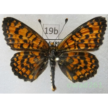 Melitaea trivia (Denis & Schiffermüller, 1775) Bulgaria19b